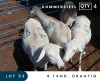 4X MEATMASTER COMMERCIAL EWE MAROELASFONTEIN BOERDERY (PAY PER ANIMAL TO TAKE ALL)