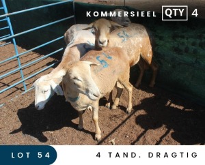 4X MEATMASTER COMMERCIAL EWE MAROELASFONTEIN BOERDERY (PAY PER ANIMAL TO TAKE ALL)