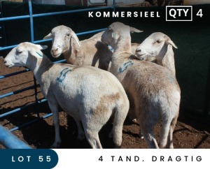 4X MEATMASTER COMMERCIAL EWE MAROELASFONTEIN BOERDERY (PAY PER ANIMAL TO TAKE ALL)