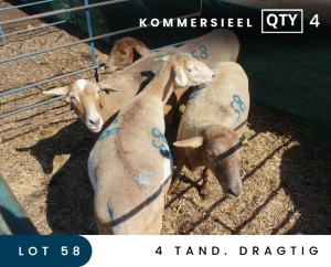 4X MEATMASTER COMMERCIAL EWE MAROELASFONTEIN BOERDERY (PAY PER ANIMAL TO TAKE ALL)