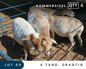 4X MEATMASTER COMMERCIAL EWE MAROELASFONTEIN BOERDERY (PAY PER ANIMAL TO TAKE ALL)