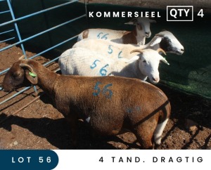 4X MEATMASTER COMMERCIAL EWE MAROELASFONTEIN BOERDERY (PAY PER ANIMAL TO TAKE ALL)