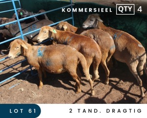 4X MEATMASTER COMMERCIAL EWE MAROELASFONTEIN BOERDERY (PAY PER ANIMAL TO TAKE ALL)