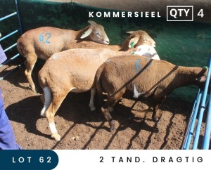 4X MEATMASTER COMMERCIAL EWE MAROELASFONTEIN BOERDERY (PAY PER ANIMAL TO TAKE ALL)