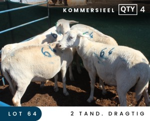 4X MEATMASTER COMMERCIAL EWE MAROELASFONTEIN BOERDERY (PAY PER ANIMAL TO TAKE ALL)