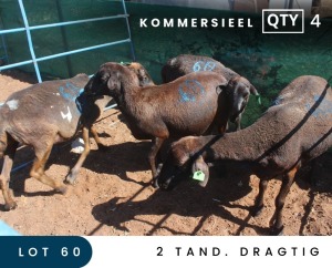 4X MEATMASTER COMMERCIAL EWE MAROELASFONTEIN BOERDERY (PAY PER ANIMAL TO TAKE ALL)