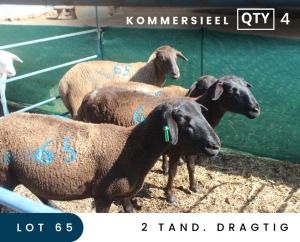 4X MEATMASTER COMMERCIAL EWE MAROELASFONTEIN BOERDERY (PAY PER ANIMAL TO TAKE ALL)