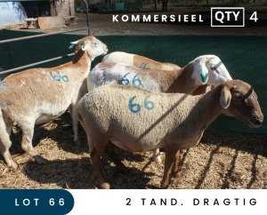 4X MEATMASTER COMMERCIAL EWE MAROELASFONTEIN BOERDERY (PAY PER ANIMAL TO TAKE ALL)