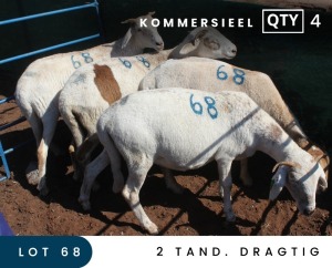 4X MEATMASTER COMMERCIAL EWE MAROELASFONTEIN BOERDERY (PAY PER ANIMAL TO TAKE ALL)