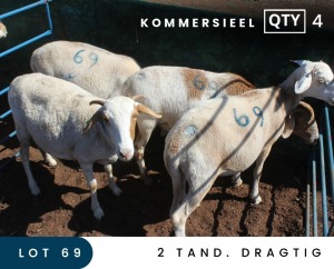 4X MEATMASTER COMMERCIAL EWE MAROELASFONTEIN BOERDERY (PAY PER ANIMAL TO TAKE ALL)