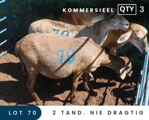 3X MEATMASTER COMMERCIAL EWE MAROELASFONTEIN BOERDERY (PAY PER ANIMAL TO TAKE ALL)