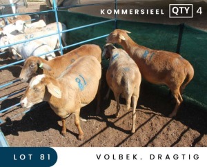 4X MEATMASTER COMMERCIAL EWE MAROELASFONTEIN BOERDERY (PAY PER ANIMAL TO TAKE ALL)