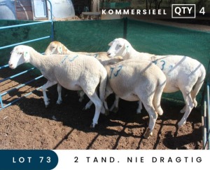 4X MEATMASTER COMMERCIAL EWE MAROELASFONTEIN BOERDERY (PAY PER ANIMAL TO TAKE ALL)