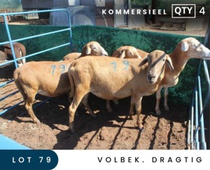 4X MEATMASTER COMMERCIAL EWE MAROELASFONTEIN BOERDERY (PAY PER ANIMAL TO TAKE ALL)