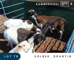 4X MEATMASTER COMMERCIAL EWE MAROELASFONTEIN BOERDERY (PAY PER ANIMAL TO TAKE ALL)