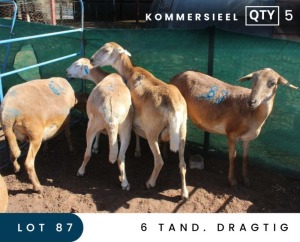 5X MEATMASTER COMMERCIAL EWE MAROELASFONTEIN BOERDERY (PAY PER ANIMAL TO TAKE ALL)