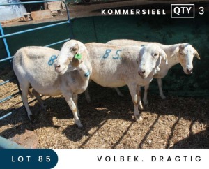 3X MEATMASTER COMMERCIAL EWE MAROELASFONTEIN BOERDERY (PAY PER ANIMAL TO TAKE ALL)