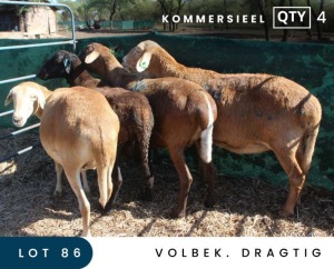 4X MEATMASTER COMMERCIAL EWE MAROELASFONTEIN BOERDERY (PAY PER ANIMAL TO TAKE ALL)