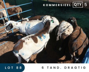 5X MEATMASTER COMMERCIAL EWE MAROELASFONTEIN BOERDERY (PAY PER ANIMAL TO TAKE ALL)