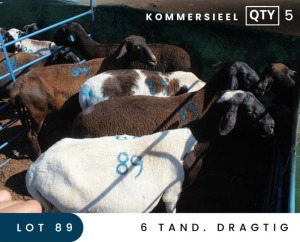 5X MEATMASTER COMMERCIAL EWE MAROELASFONTEIN BOERDERY (PAY PER ANIMAL TO TAKE ALL)