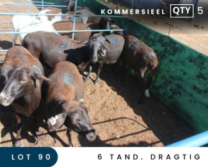 5+1X MEATMASTER COMMERCIAL EWE MAROELASFONTEIN BOERDERY (PAY PER ANIMAL TO TAKE ALL)