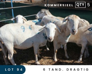 5X MEATMASTER COMMERCIAL EWE MAROELASFONTEIN BOERDERY (PAY PER ANIMAL TO TAKE ALL)