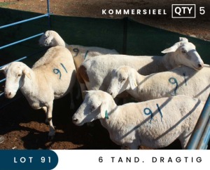 5X MEATMASTER COMMERCIAL EWE MAROELASFONTEIN BOERDERY (PAY PER ANIMAL TO TAKE ALL)