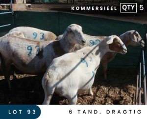 5+1X MEATMASTER COMMERCIAL EWE MAROELASFONTEIN BOERDERY (PAY PER ANIMAL TO TAKE ALL)