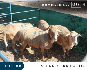 4X MEATMASTER COMMERCIAL EWE MAROELASFONTEIN BOERDERY (PAY PER ANIMAL TO TAKE ALL)