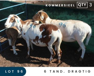 3X MEATMASTER COMMERCIAL EWE MAROELASFONTEIN BOERDERY (PAY PER ANIMAL TO TAKE ALL)