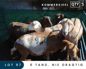 5X MEATMASTER COMMERCIAL EWE MAROELASFONTEIN BOERDERY (PAY PER ANIMAL TO TAKE ALL)