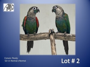 1-1 '22 Conure: Pearly: Normal x Normal - Piet Jacobs