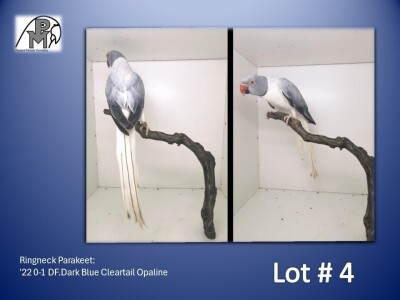 0-1 '22 Ringneck Parakeet: DF.Dark Blue Cleartail Opaline - Chris Jacobs