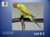 0-1 '21 Plum-headed Parakeet: Pastel/?dilute - Piet Jacobs