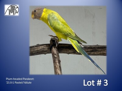 0-1 '21 Plum-headed Parakeet: Pastel/?dilute - Piet Jacobs