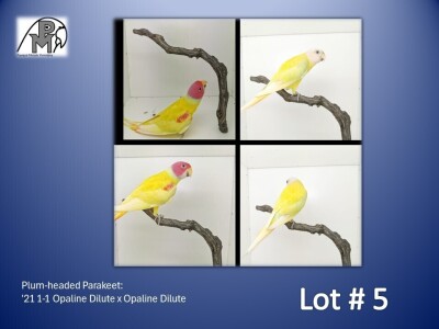 1-1 '21 Plum-headed Parakeet: Opaline Dilute x Opaline Dilute - Chris Jacobs