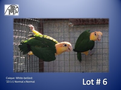 1-1 '23 Caique: White-bellied: Normal x Normal - Chris Jacobs