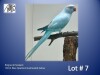 0-1 '22 Ringneck Parakeet: Blue Opaline/clearheaded-fallow - Herbst & Seuns Voëlboerdery