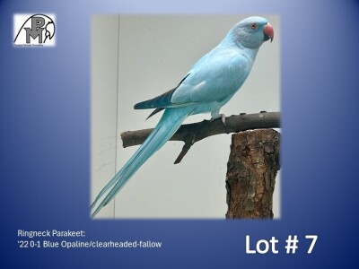 0-1 '22 Ringneck Parakeet: Blue Opaline/clearheaded-fallow - Herbst & Seuns Voëlboerdery