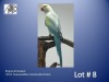 0-1 '22 Ringneck Parakeet: TurquoiseBlue Clearheaded-fallow - Herbst & Seuns Voëlboerdery