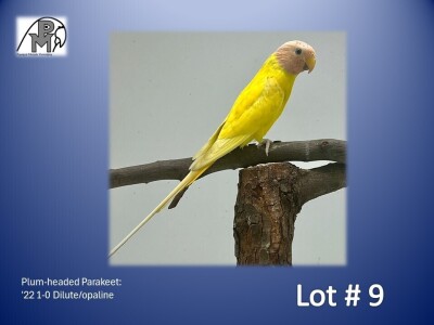 1-0 '22 Plum-headed Parakeet: Dilute/opaline - Herbst & Seuns Voëlboerdery