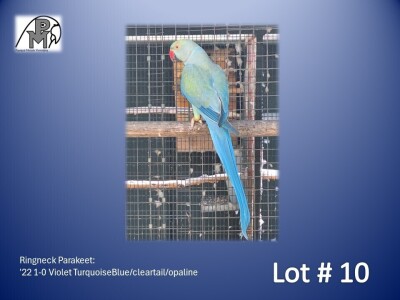 1-0 '22 Ringneck Parakeet: Violet TurquoiseBlue/cleartail/opaline - Jaco Rossouw