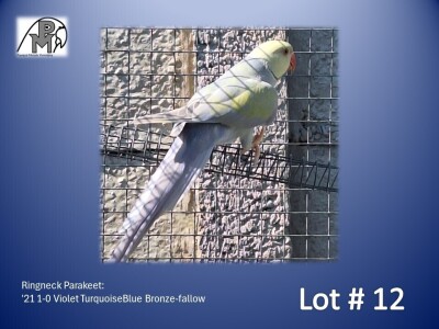 1-0 '21 Ringneck Parakeet: Violet TurquoiseBlue Bronze-fallow - Jaco Rossouw