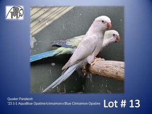 1-1 '23 Quaker Parakeet: AquaBlue Opaline/cinnamon x Blue Cinnamon Opaline - Fanie Klopper