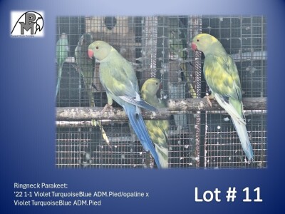 1-1 '22 Ringneck Parakeet: Violet TurquoiseBlue ADM.Pied/opaline x Violet TurquoiseBlue ADM.Pied - Jaco Rossouw