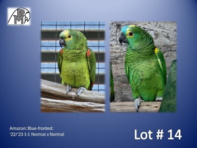 1-1 '22/'23 Amazon: Blue-fronted: Normal x Normal - Fanie Klopper