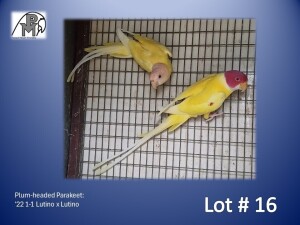 1-1 '22 Plum-headed Parakeet: Lutino x Lutino - Mike Riley