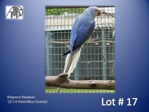 1-0 '22 Ringneck Parakeet: Violet Blue Cleartail - Mike Riley