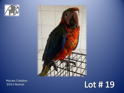 0-1 '23 Macaw: Catalina: Normal - Birds Haven