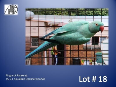 0-1 '22 Ringneck Parakeet: AquaBlue Opaline/cleartail - Mike Riley